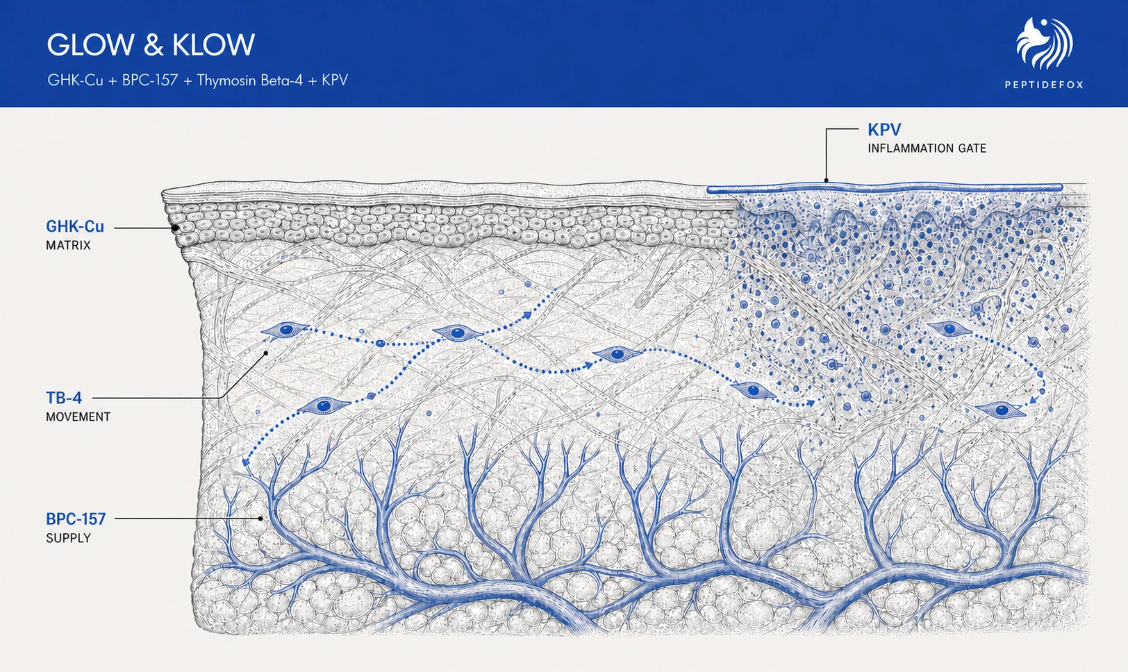 GLOW vs. KLOW: Which Peptide Blend Should You Use?